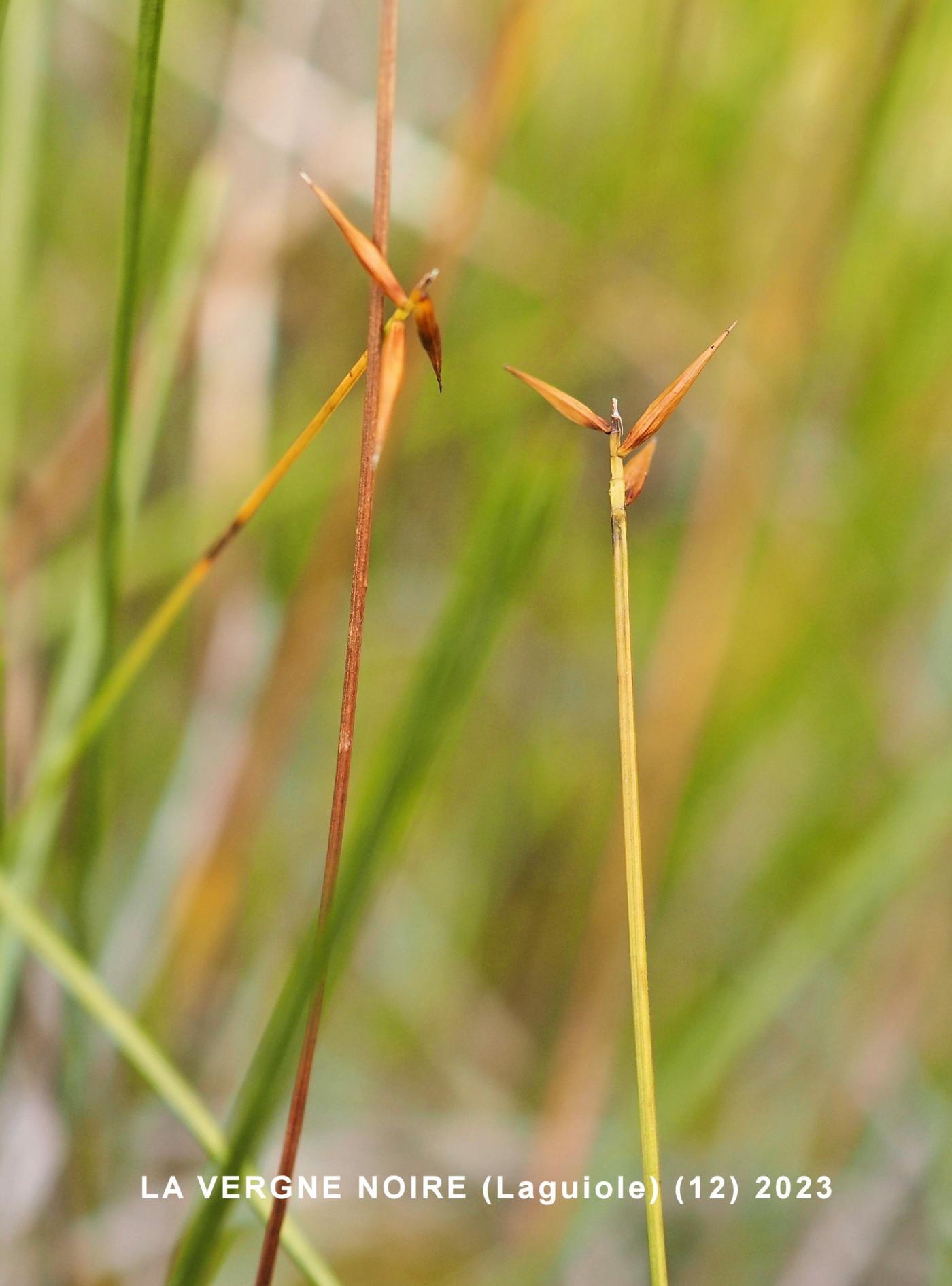 Sedge, Few-flowered plant